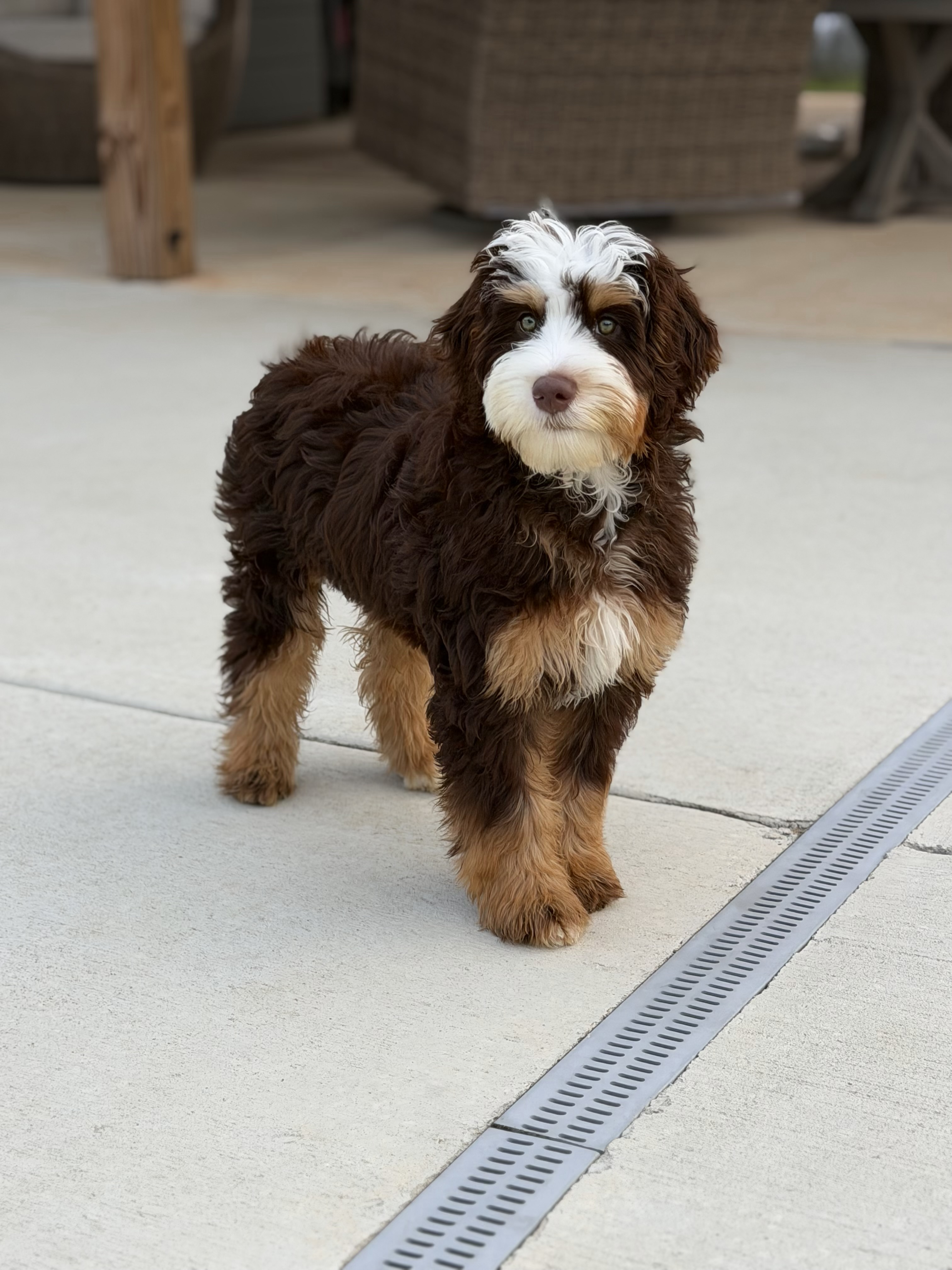 Chocolate tri puppy with brown, white, and tan markings standing outdoors on a concrete surface