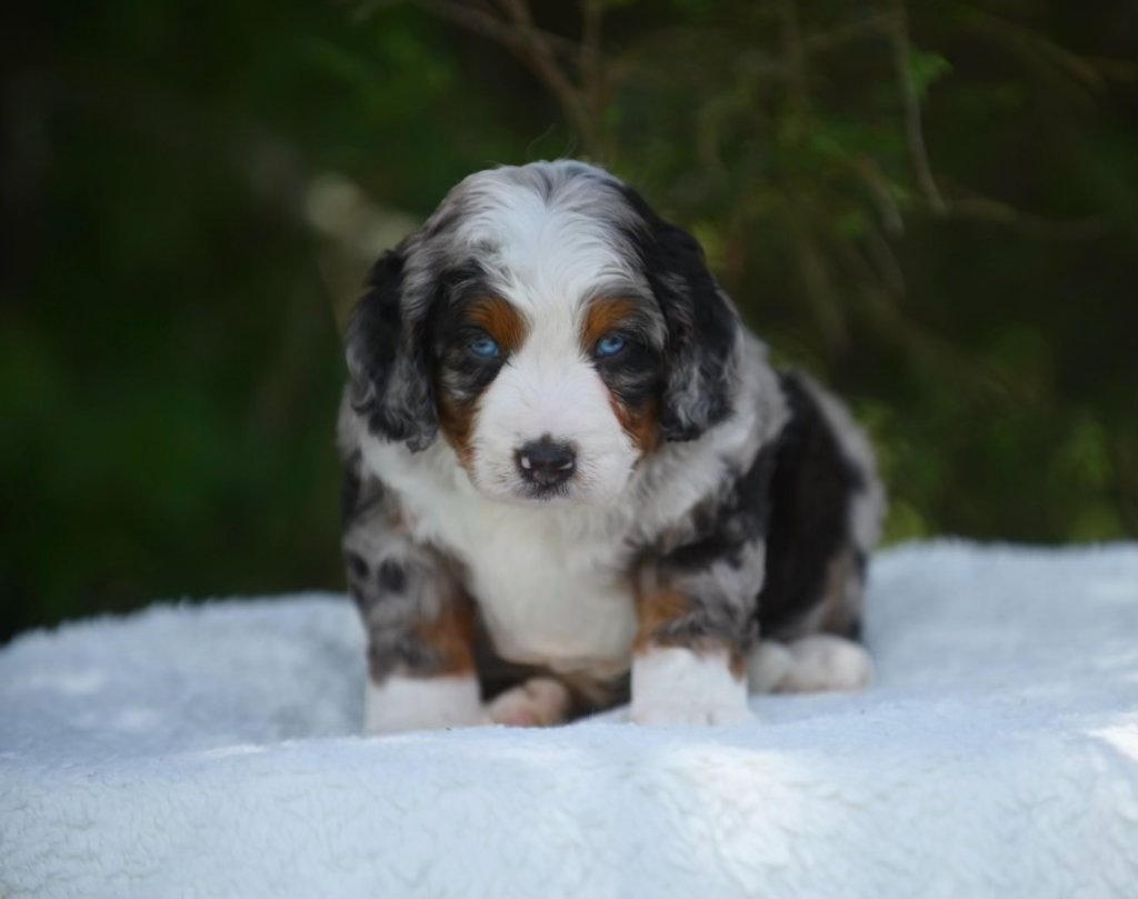 Benji