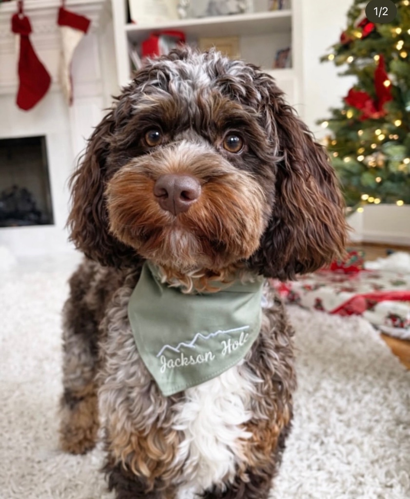 Brown merle puppy wearing a Jackson Hole bandana in front of a Christmas tree and fireplace