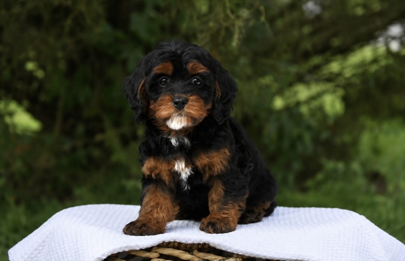 Black phantom puppy with tan points on eyebrows, muzzle, and legs sitting on a white waffle-weave fabric over a woven basket with green foliage background