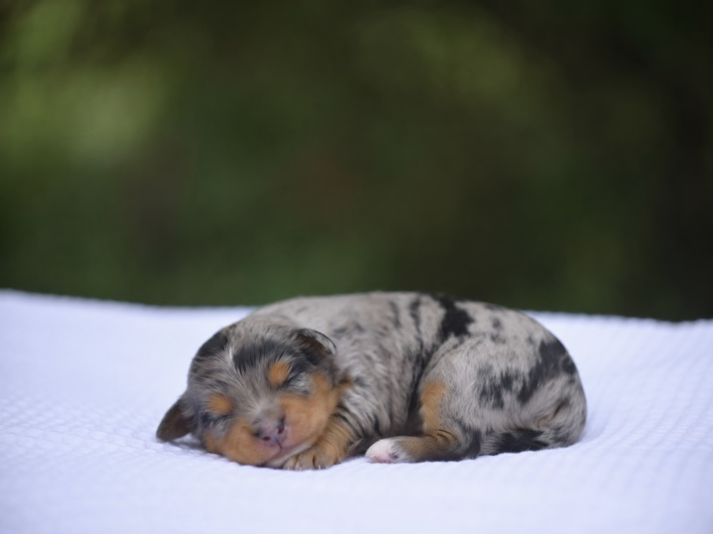 Australian Mountain Doodle puppy 6