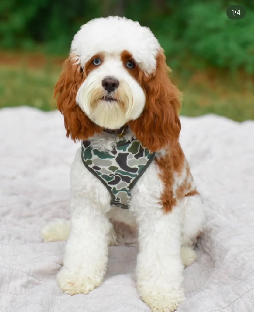 Parti-colored puppy with white and reddish-brown coat and blue eyes wearing a camouflage harness