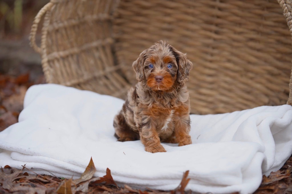Brown merle puppy with blue eyes sitting on a white blanket in front of a wicker basket with autumn leaves in the background