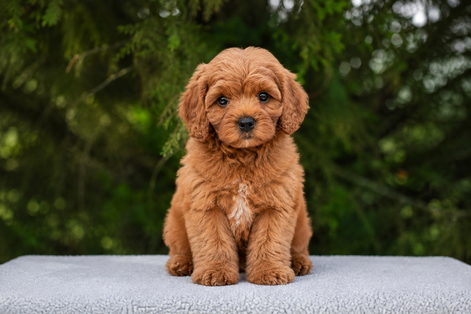 Red ruby puppy with copper and ginger curly fur and a white chest patch sitting on a light grey surface with green foliage background