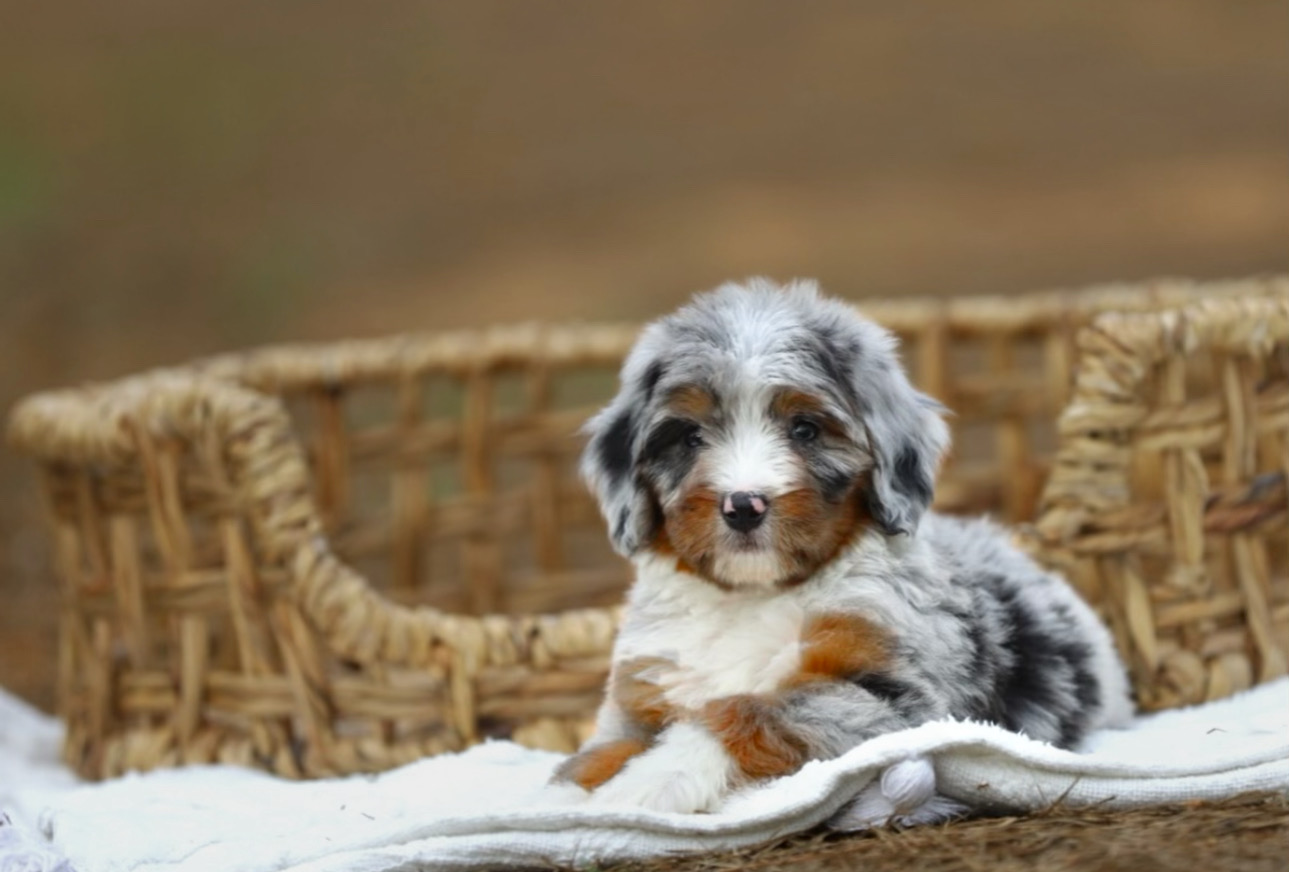 Mini Bernedoodle