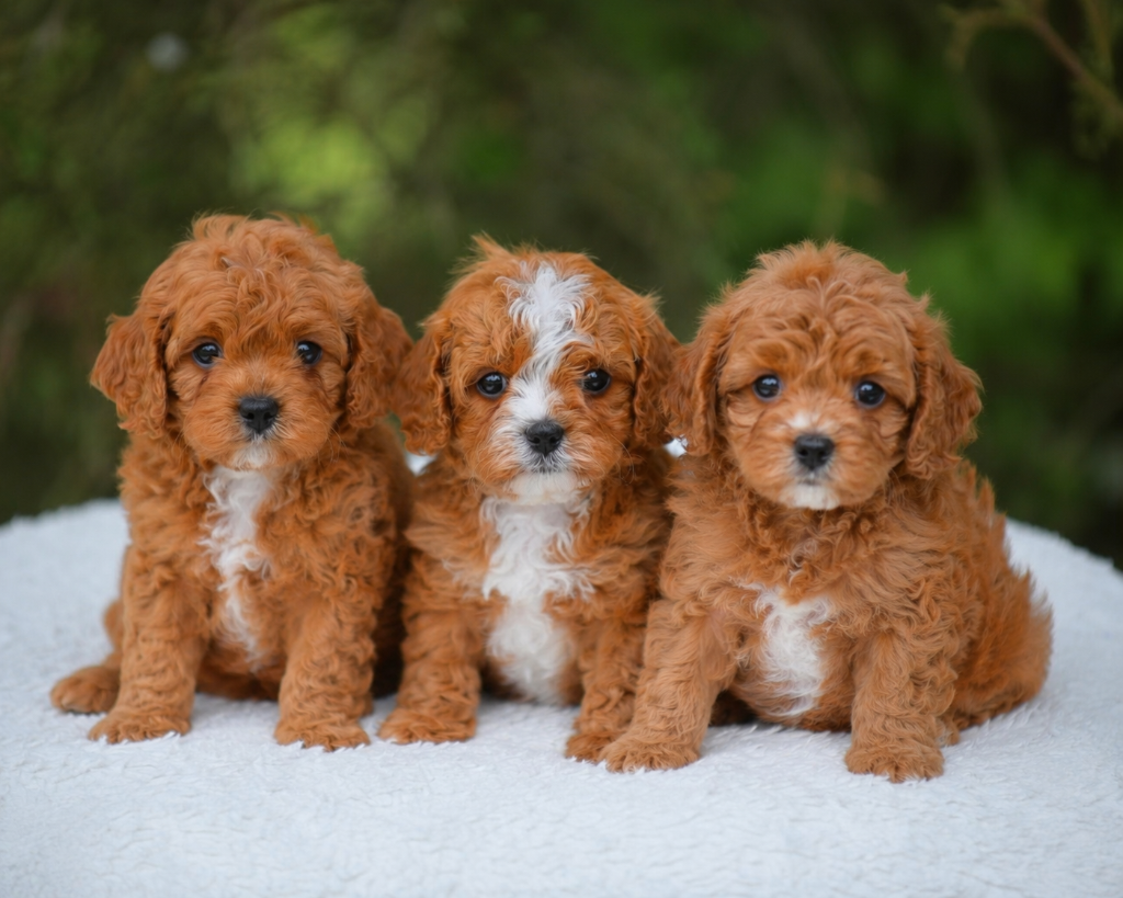 Cavapoo Temperament: Why Families Love This Breed
