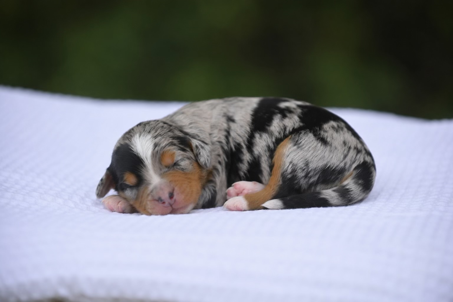 Australian Mountain Doodle puppy 2