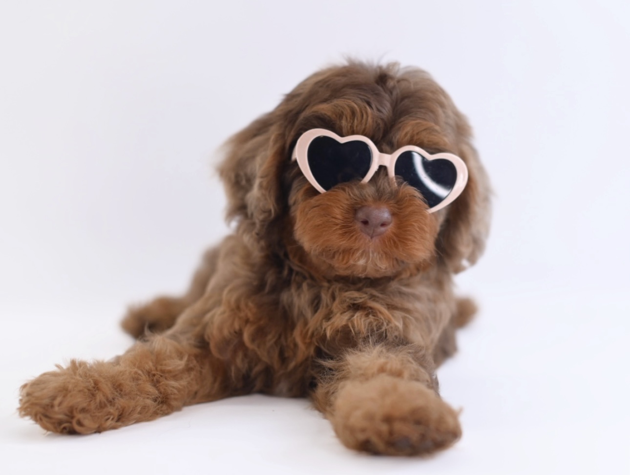 Cedar Wood Farms breeder and puppies