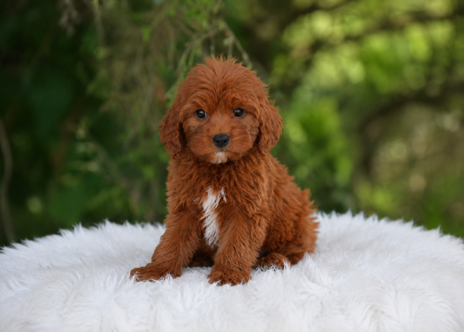 Red ruby Cavapoo puppy with a white chest mark sitting on a cream faux-fur mat with green foliage background