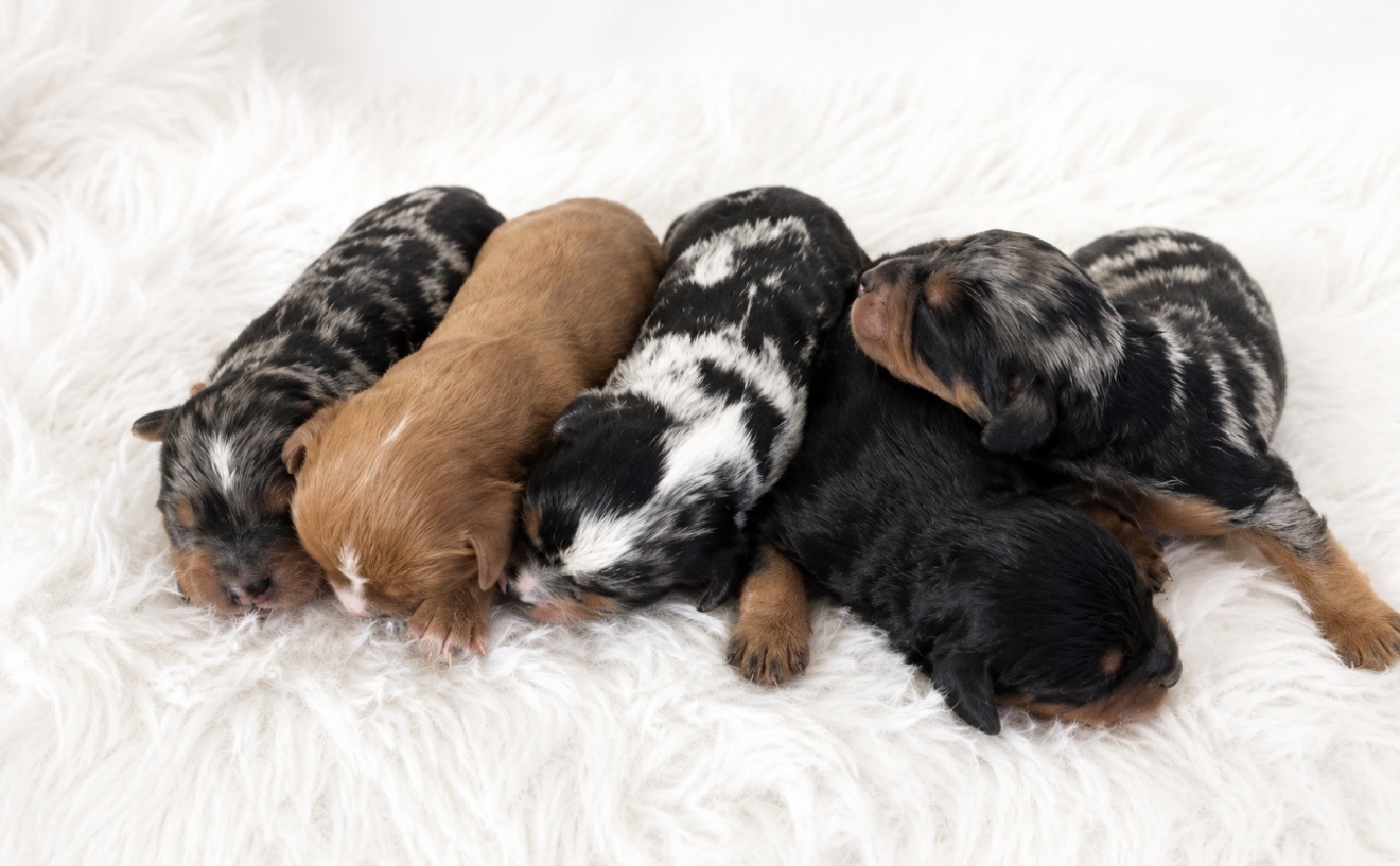 Mini Cavapoo puppy 1
