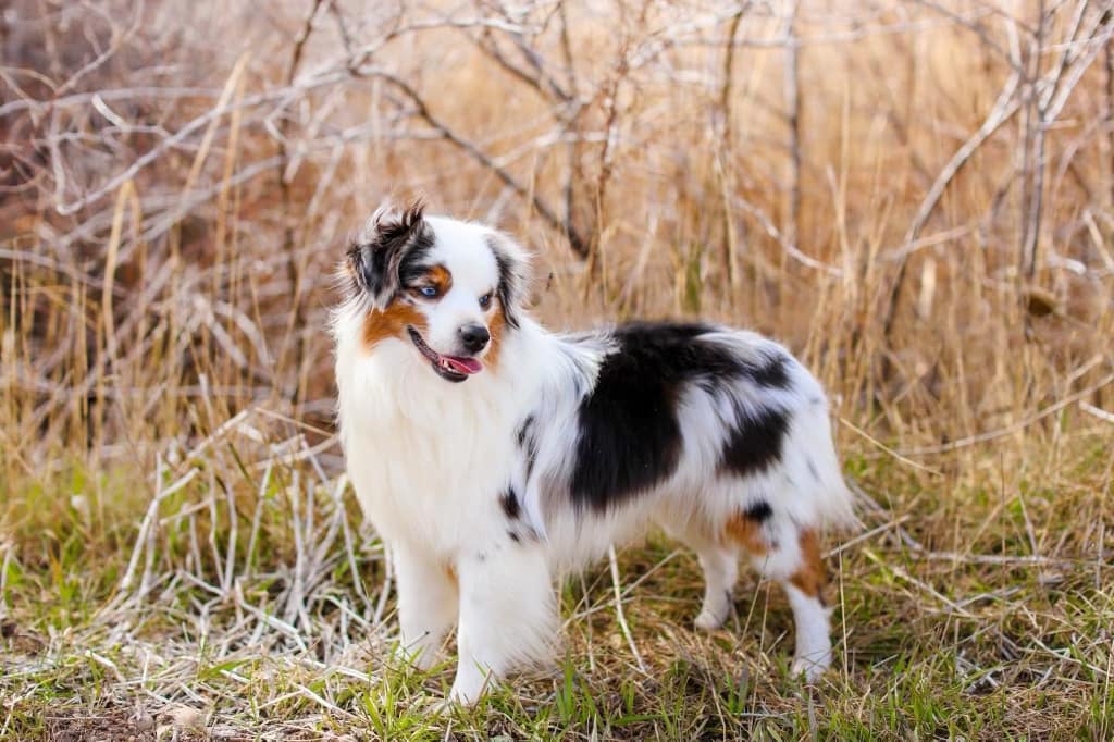 Cedar Wood Farms parent dog in the field