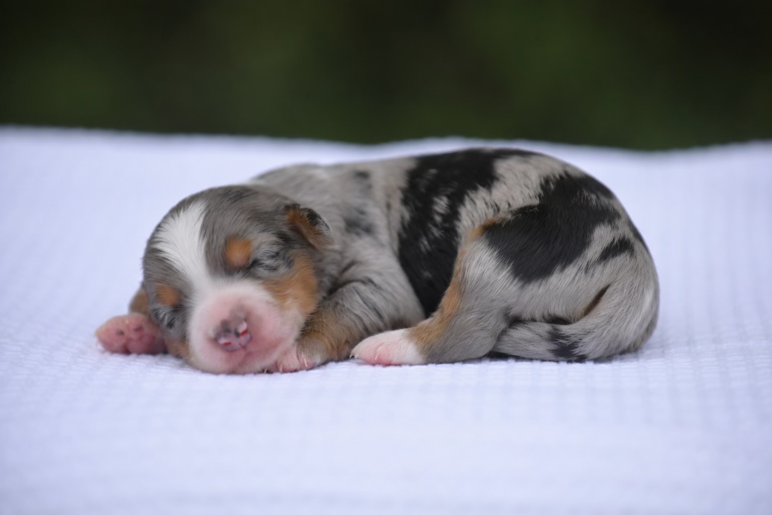 Australian Mountain Doodle puppy 4