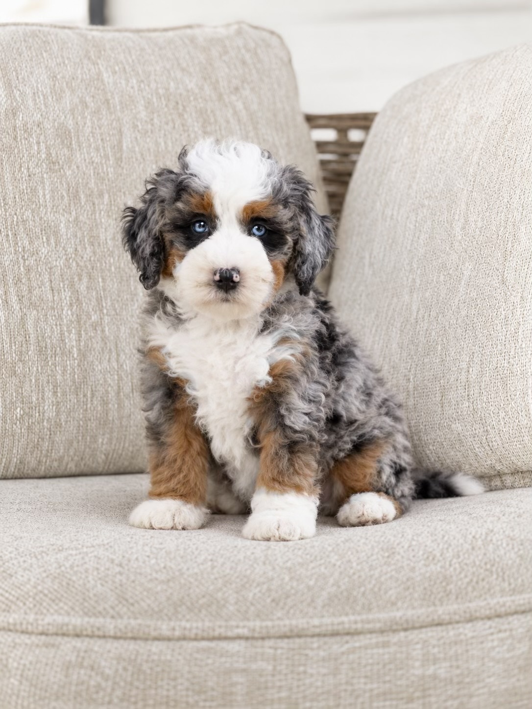 Blue merle tri puppy with blue eyes, a white blaze, and tan markings sitting on a beige sofa