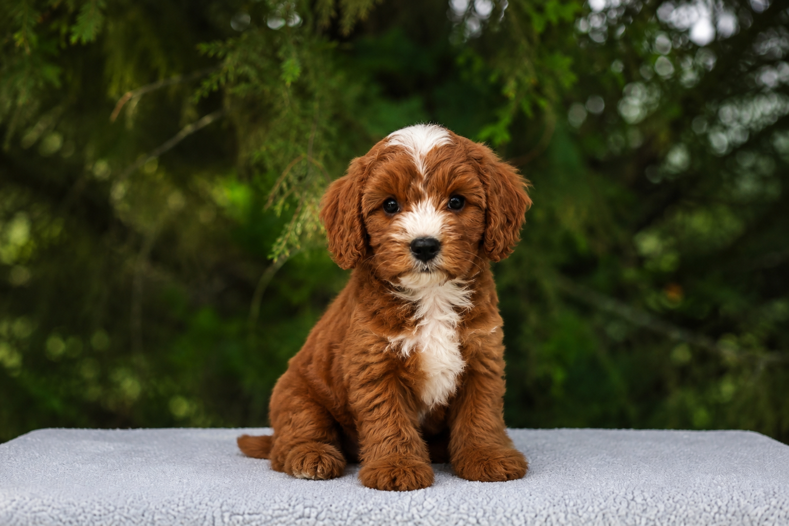 Red tuxedo parti puppy with white blaze and chest patch sitting on a grey fleece surface with green foliage background