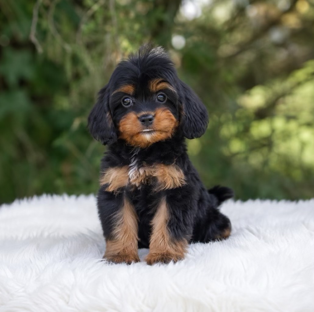 Black phantom puppy with tan face and leg markings and a white chest patch sitting on a white faux-fur surface with green outdoor background