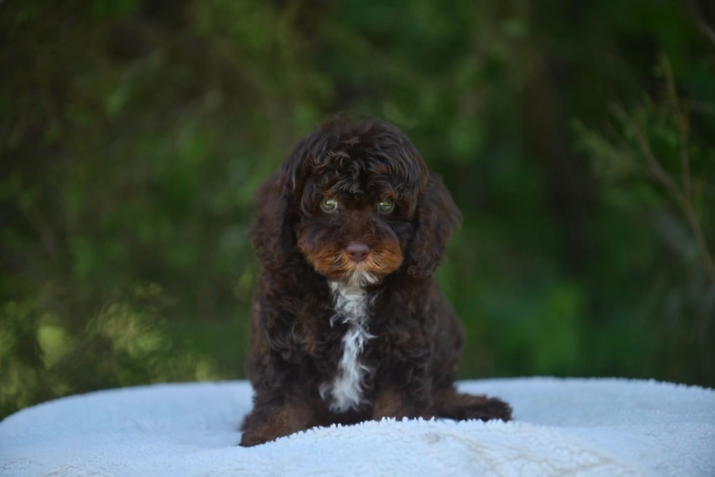 Bucky — a Brown Phantom Cavapoo male puppy at Cedar Wood Farms in Berry, Alabama
