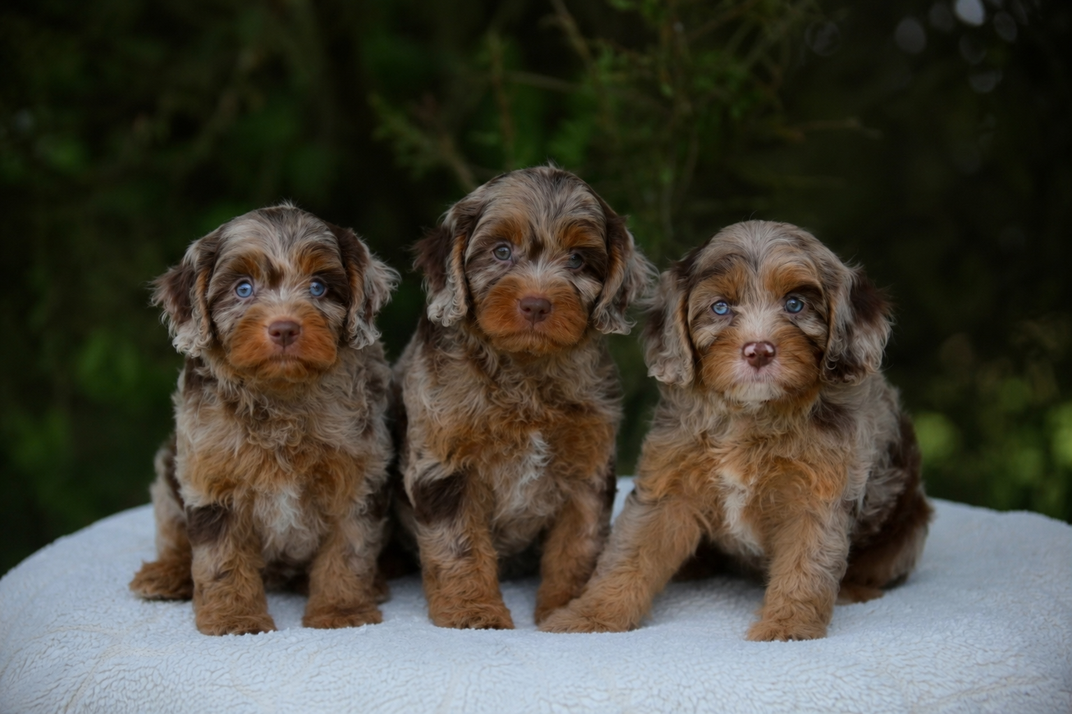 About Our Family & Doodles | Cedar Wood Farms Doodles
