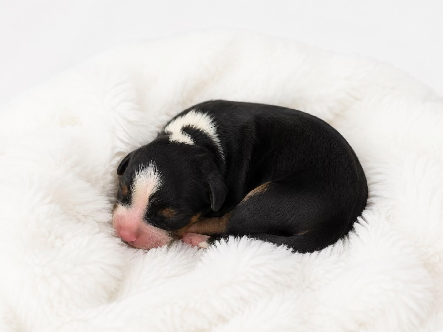 Mini Cavapoo puppy 4