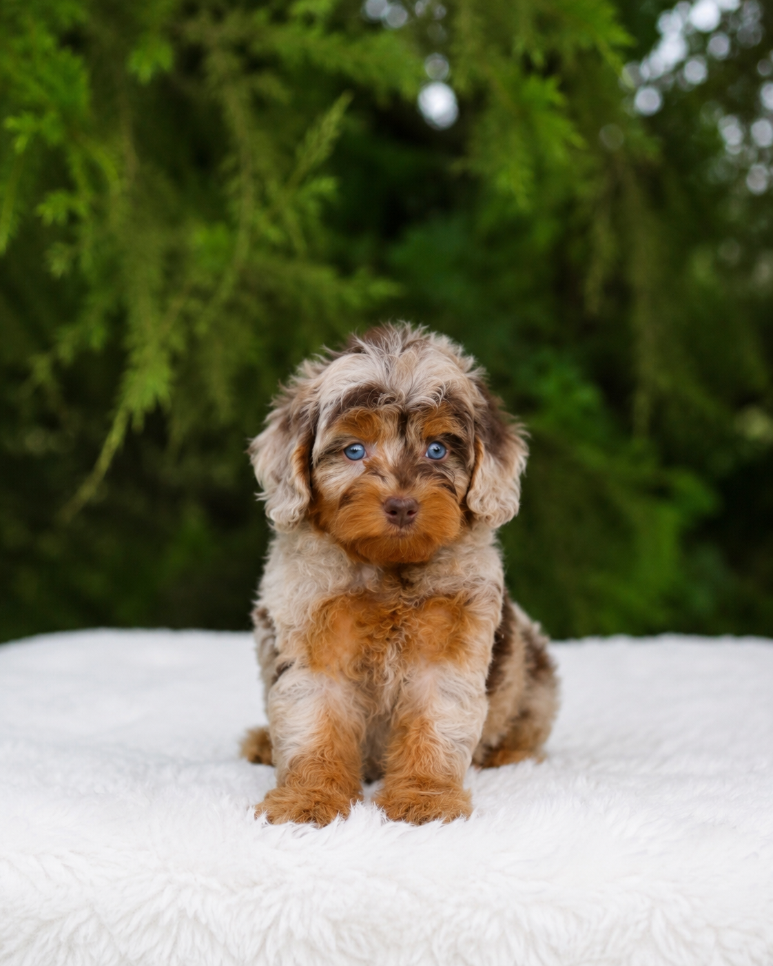 Past Cedar Wood Farms puppy