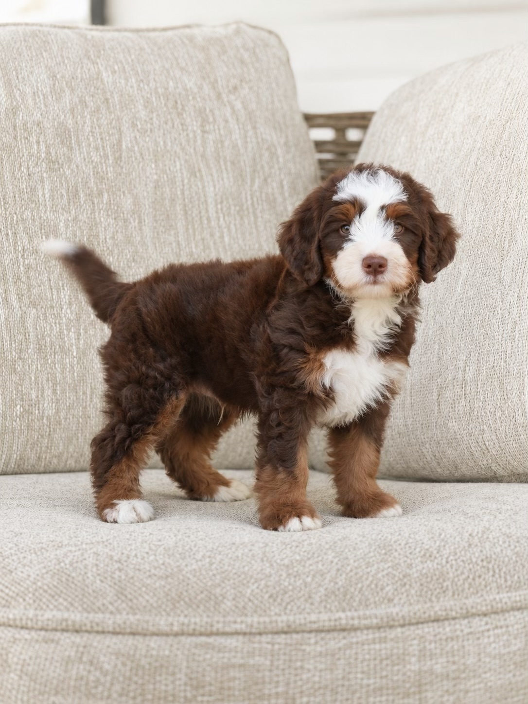 Chocolate tri doodle puppy with a white blaze, chest patch, and tan points standing on a beige couch