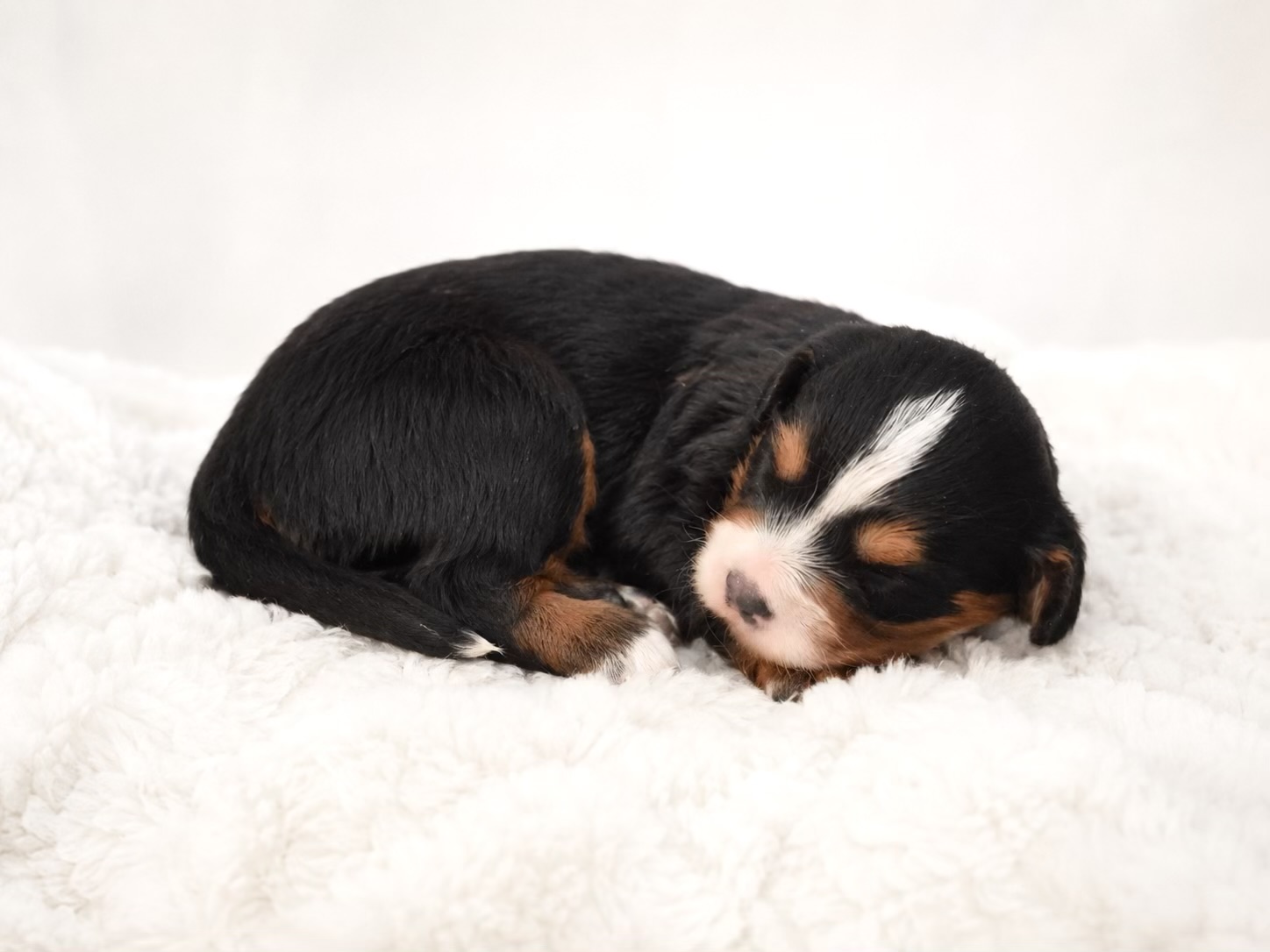 Mini Cavapoo puppy 3