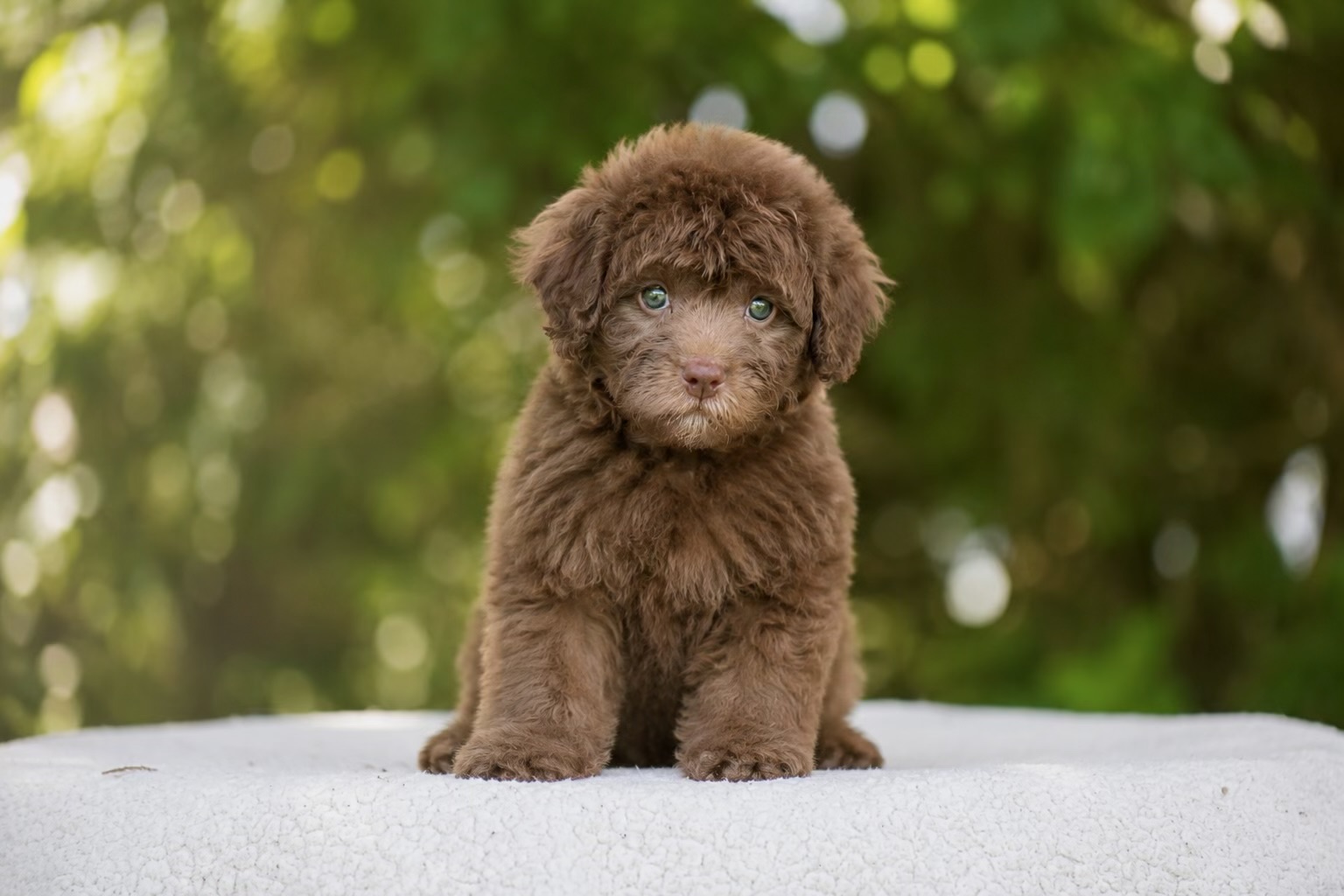 Binx — a Chocolate Cavapoo male puppy at Cedar Wood Farms in Berry, Alabama