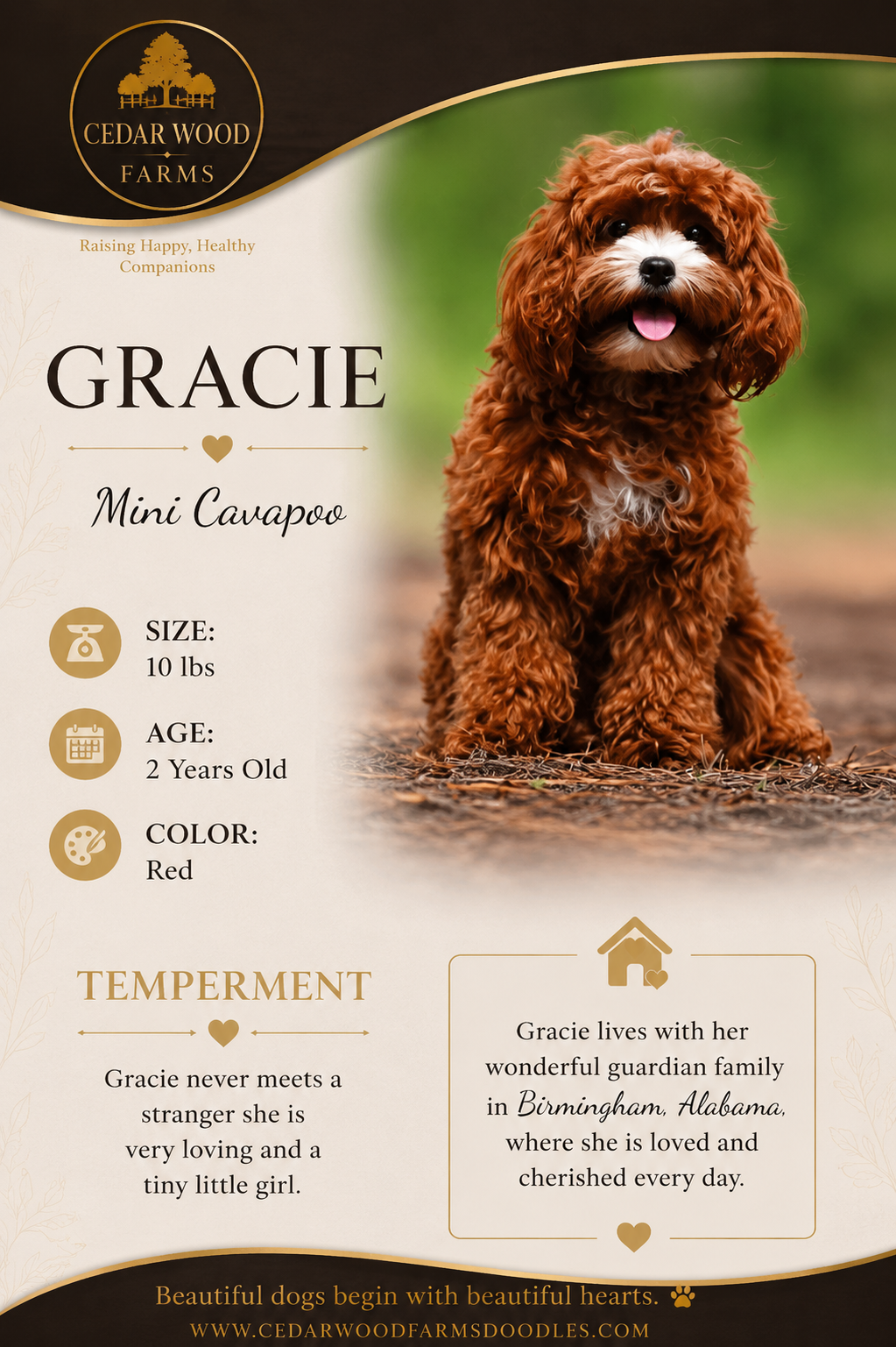 Gracie — a Red Mini Cavapoo breeding mom at Cedar Wood Farms in Berry, Alabama