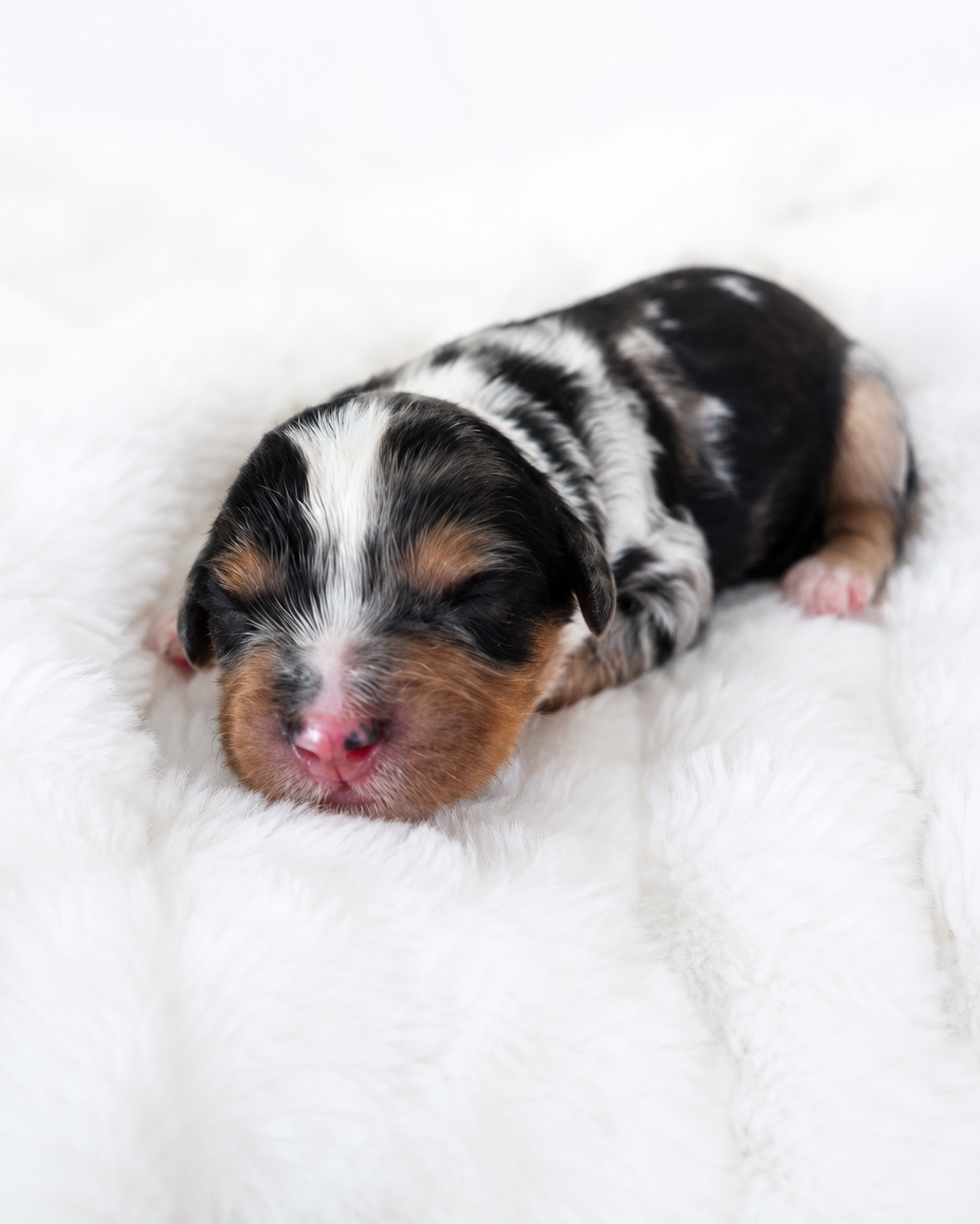 Mini Cavapoo puppy 5