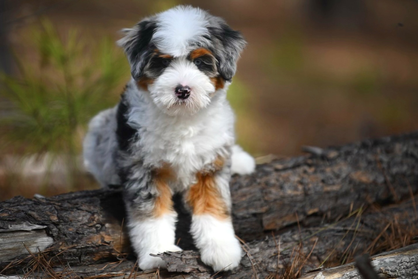 Puppy going home