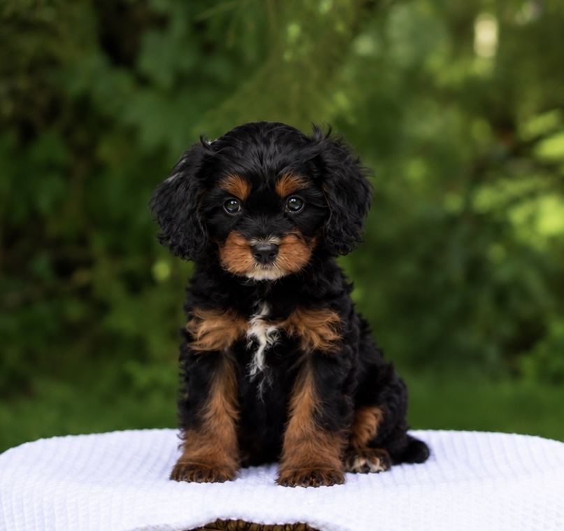 Black phantom puppy with tan eyebrows, muzzle, and leg markings and a small white chest patch sitting on a white fabric with green garden background