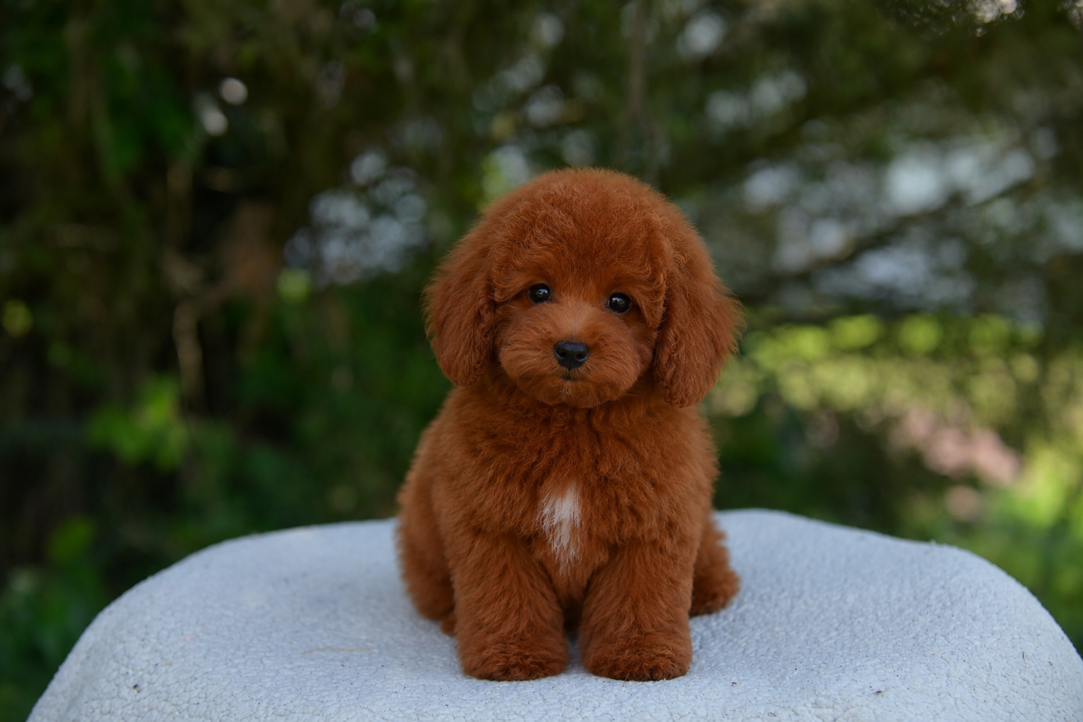 Dark ruby red puppy with a white chest spot sitting on a white faux-fur surface with green foliage background