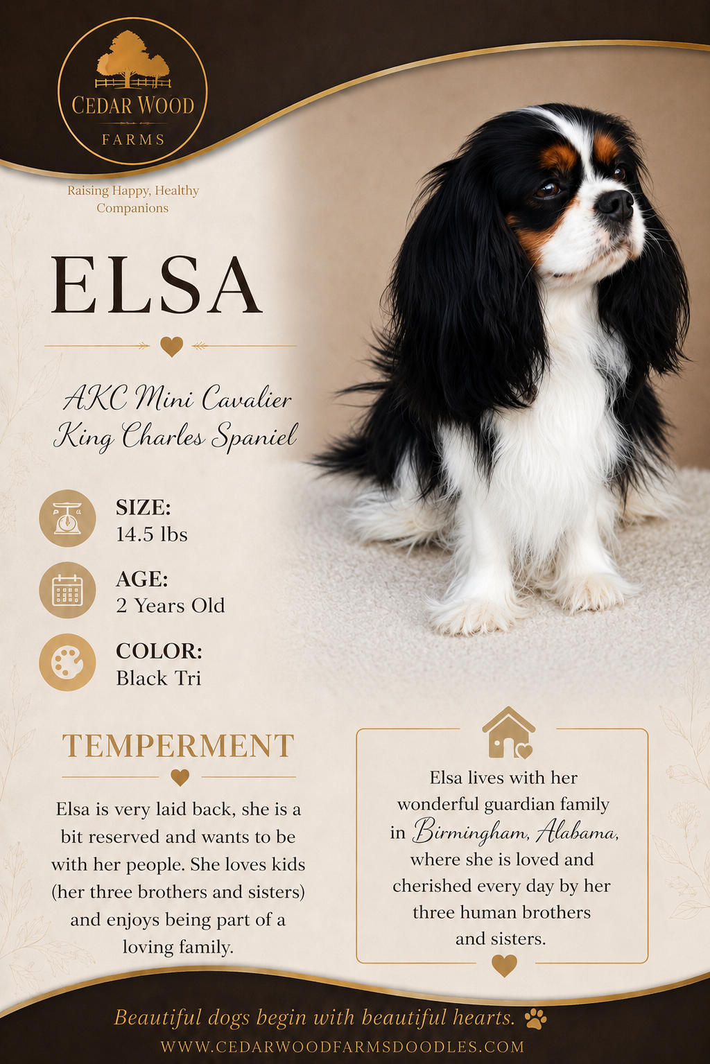 Elsa — a Black Tri AKC Mini Cavalier King Charles Spaniel breeding mom at Cedar Wood Farms in Berry, Alabama