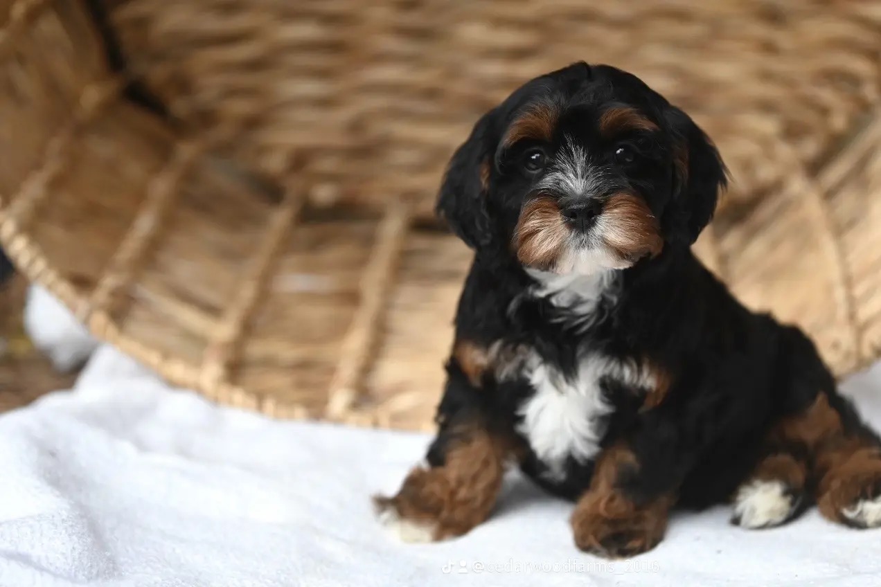 Grooming and care for Cedar Wood Farms puppies