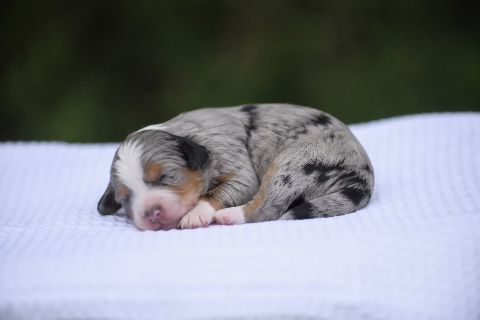 Australian Mountain Doodle puppy 5