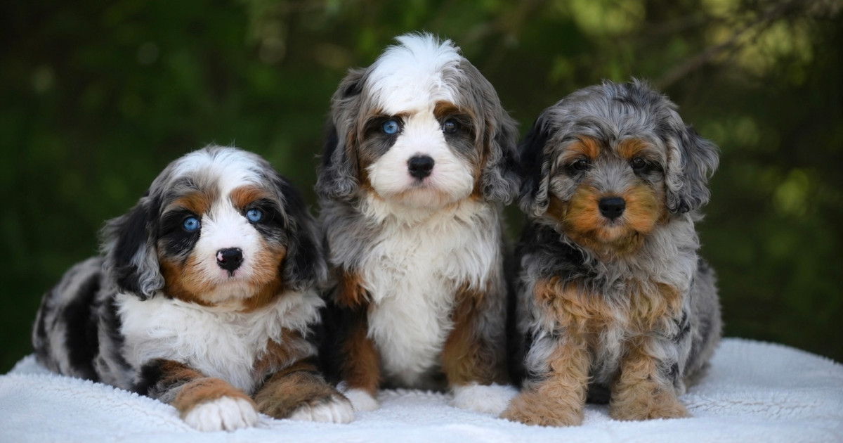 Meet Our Parent Dogs | Cedar Wood Farms Doodles