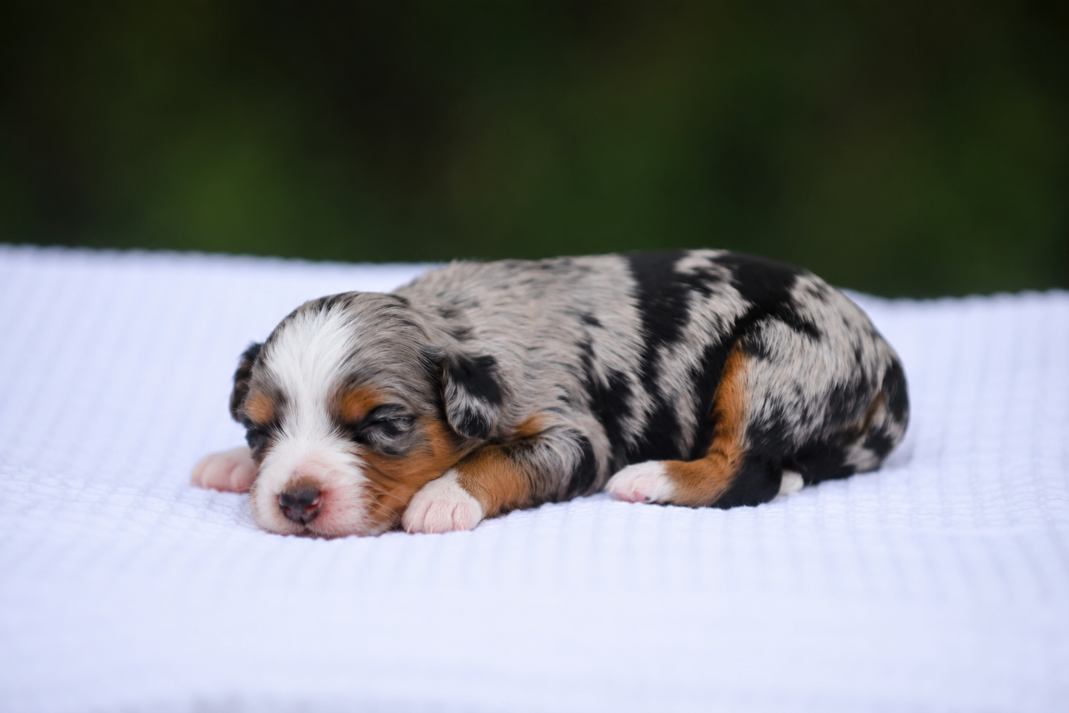 Australian Mountain Doodle puppy 1