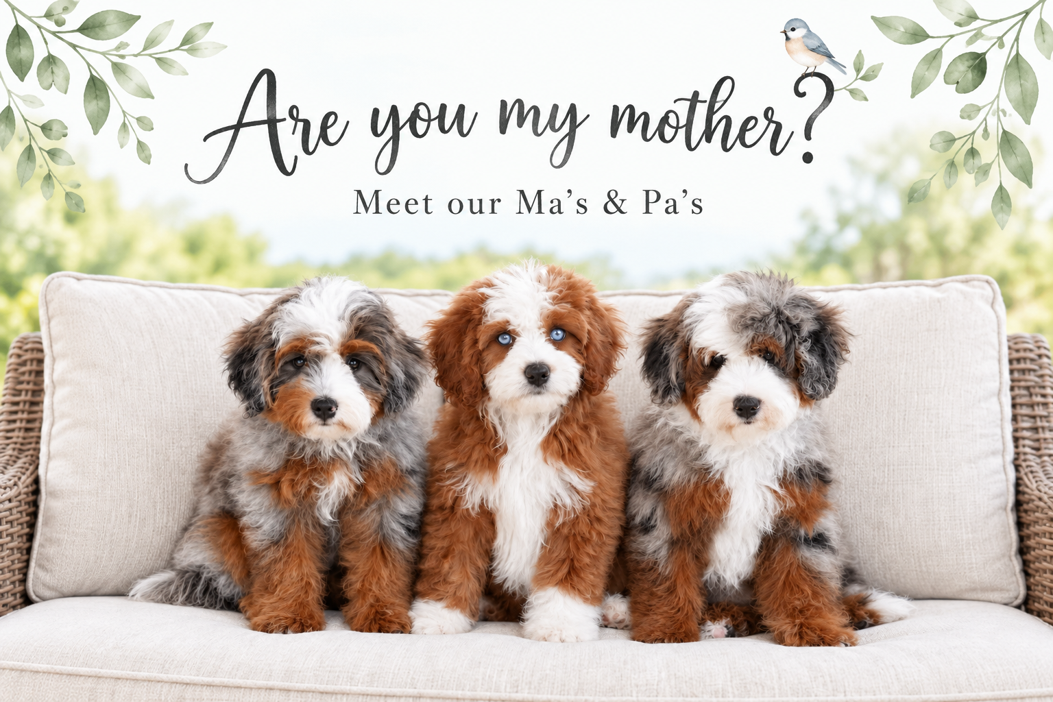 Are you my mother? Meet our Ma's and Pa's at Cedar Wood Farms