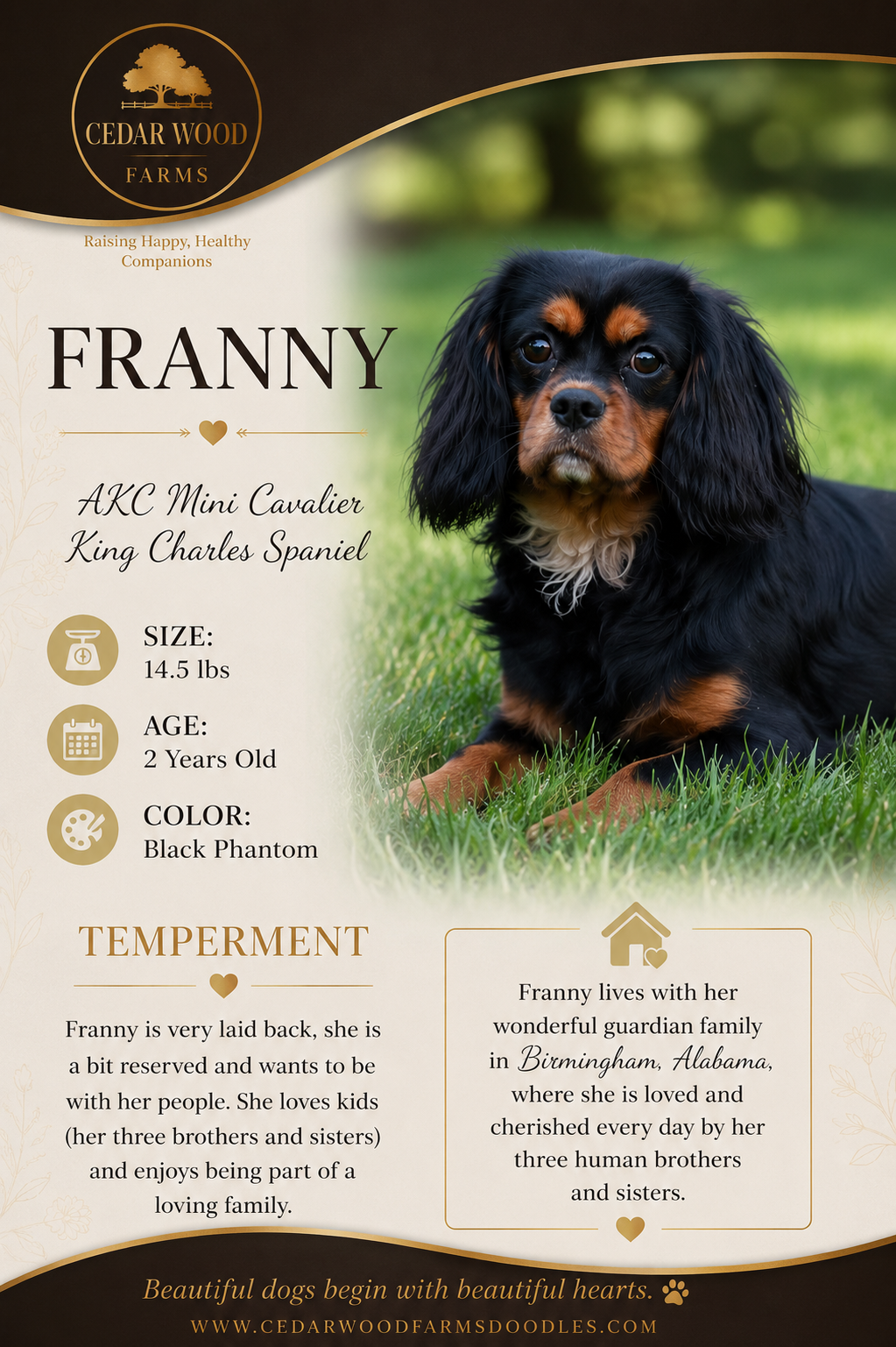 Franny — a Black Phantom AKC Mini Cavalier King Charles Spaniel breeding mom at Cedar Wood Farms in Berry, Alabama