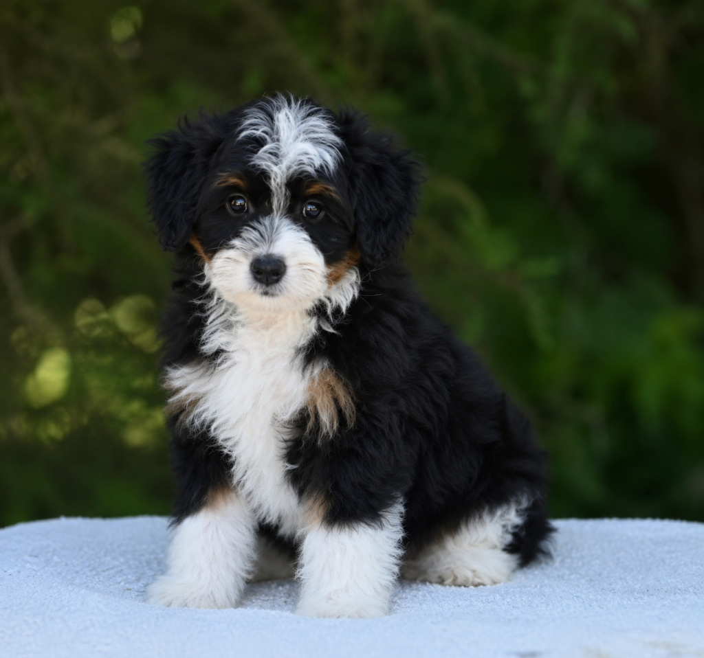 Tri-Color Bernedoodle puppy sitting on a blue cloth with a green natural background