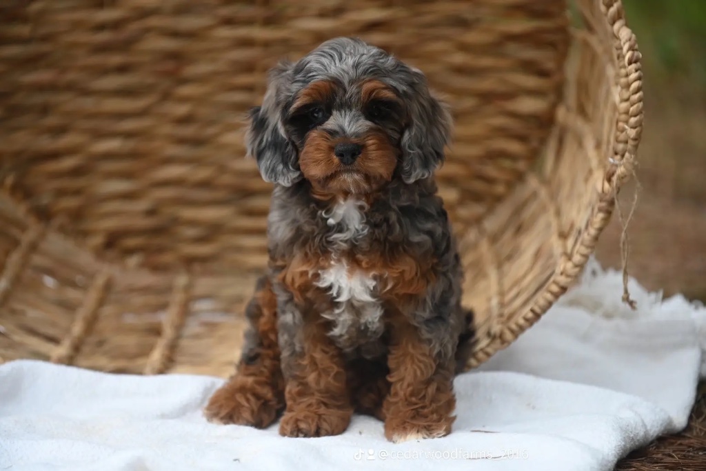 Blue merle puppy with russet patches sitting on a white cloth in front of a wicker basket