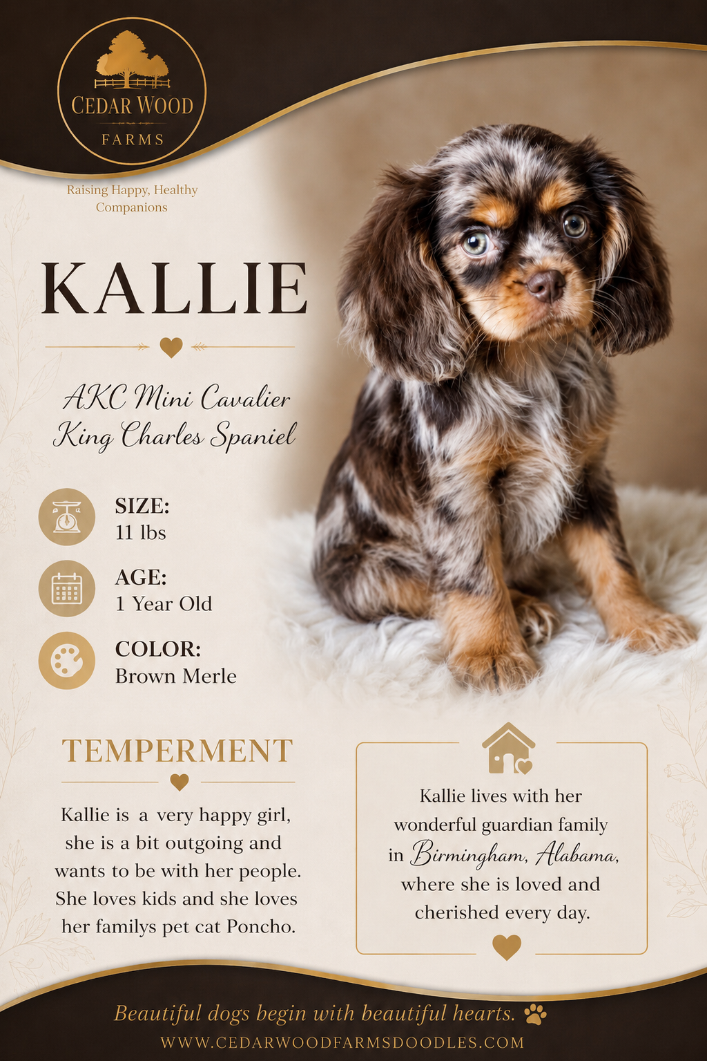 Kallie — a Brown Merle AKC Mini Cavalier King Charles Spaniel breeding mom at Cedar Wood Farms in Berry, Alabama