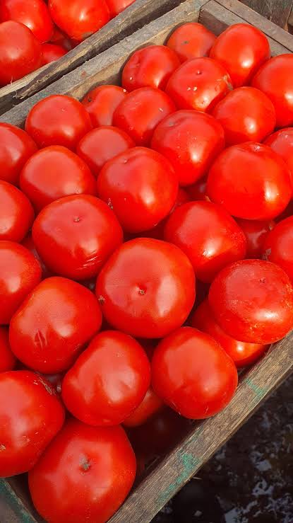 Fresh Tomatoes 5kg