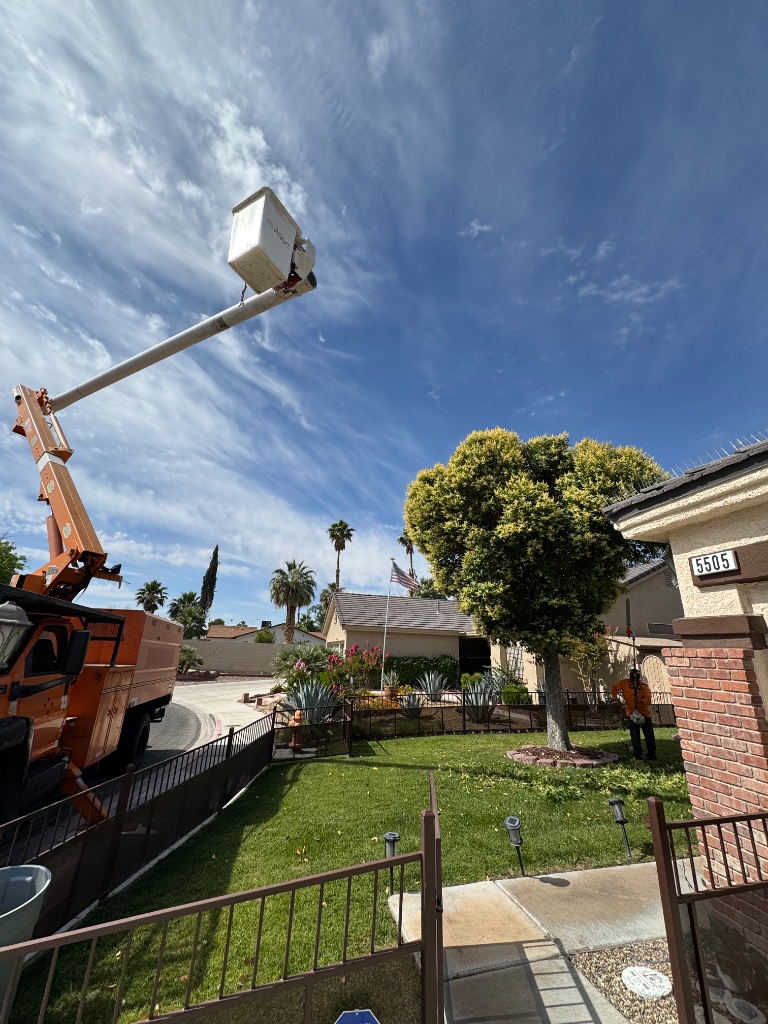 Palm Tree Trimming Las Vegas