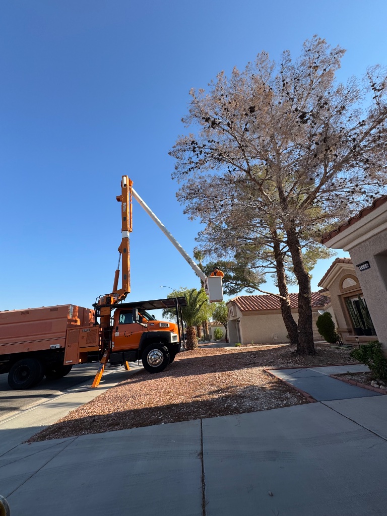 Woodys Tree Service bucket truck trimming