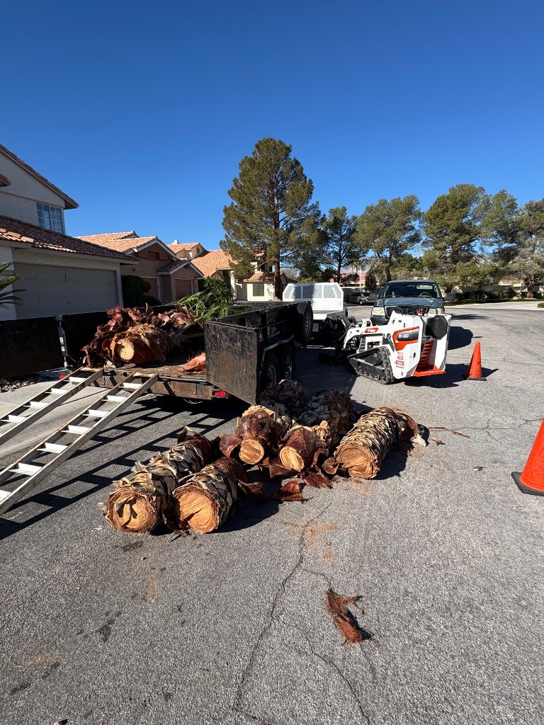 Woodys Tree Service palm removal Las Vegas