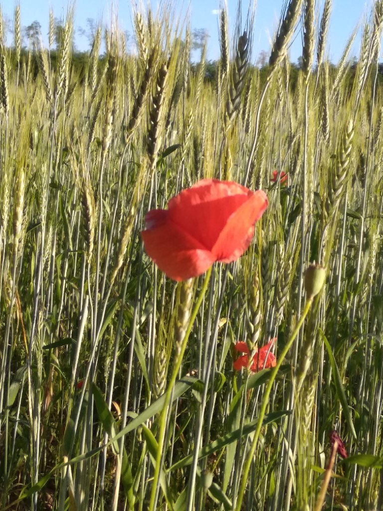 La Cascina del Melo – Azienda Bio