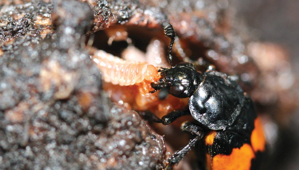 Burying beetle feeding larvae on a carcass