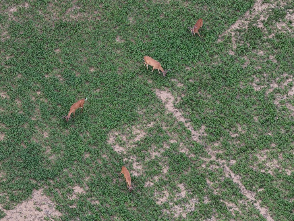 Aerial drone view of deer herd grazing in a green field