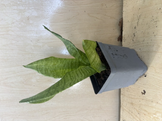 Snake Plant