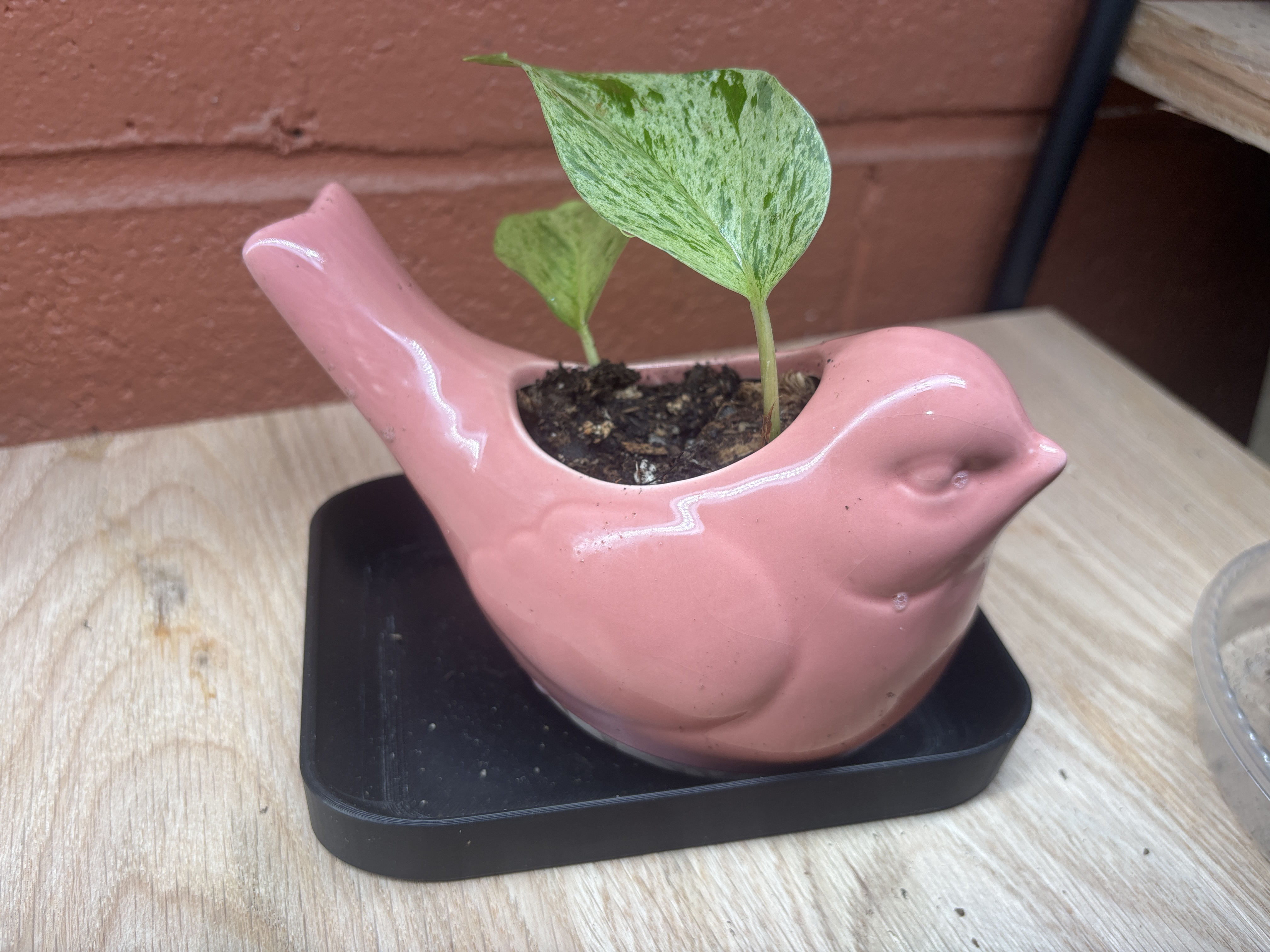 Variegated Pothos